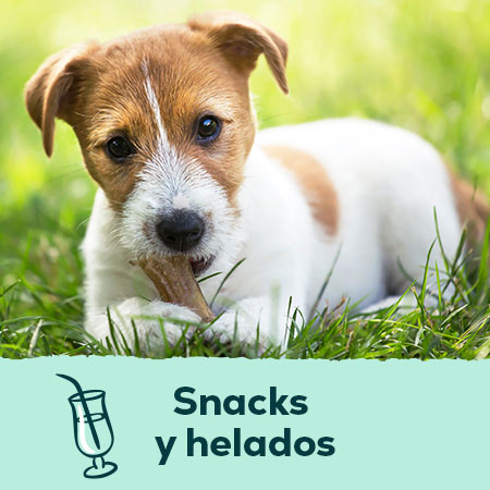 Snacks y helados para perros y gatos