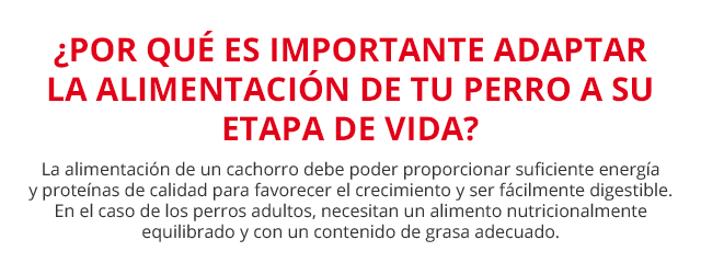 Por qué es importante adaptar la alimentación de tu perro a su etapa de vida