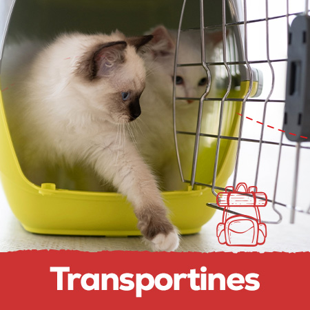 Transportines