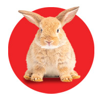 Especial Conejo