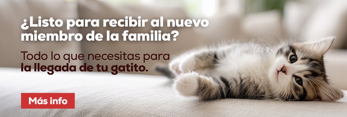 Checklist con todo lo necesario para los primeros días del gatito