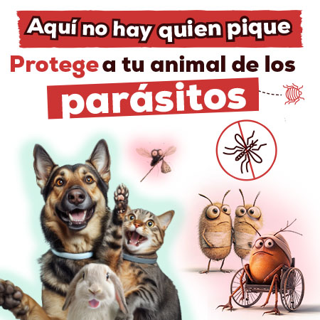 Antiparasitarios Perro y Gato: Es hora de protegerlos de las pulgas, garrapatas, flébotomos...