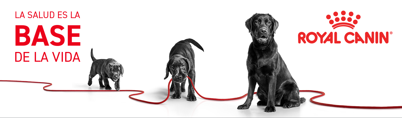 Descubre las etapas de vida de tu perro