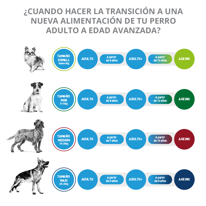 Quando hacer la transición a una nueva alimentación para tu perro de adulto a edad avanzada