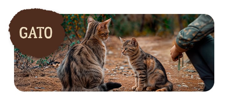 True Origins para gato