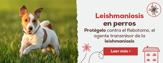 Leishmaniosis en perro y el flebotomo