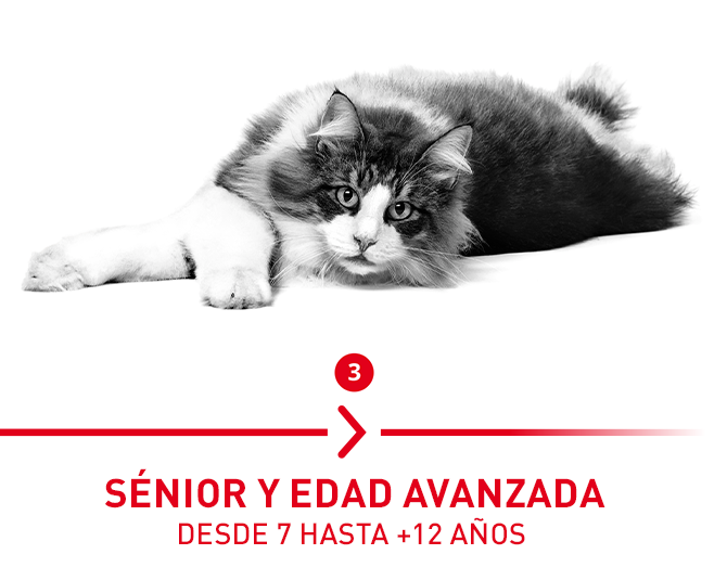 Sénior y edad Avanzada: desde 7 años hasta 12 años
