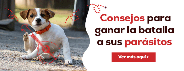 Blog antiparasitario