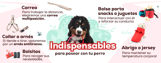 Post Blog Consejos y productos para pasear con tus perros