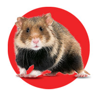 Especial Hamster