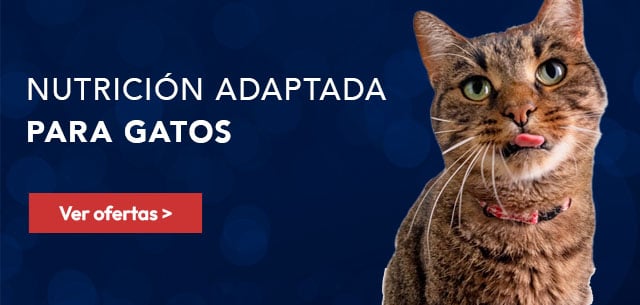 Hill's: Nutrición adaptada para gato