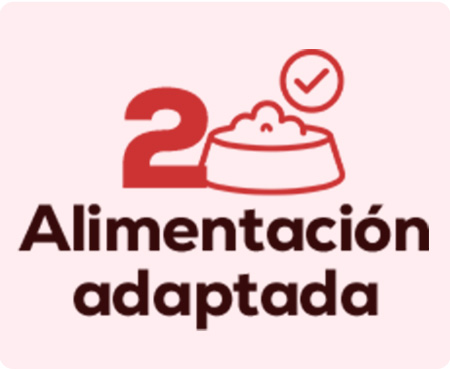 Elige alimentación adecuada para tu gatito