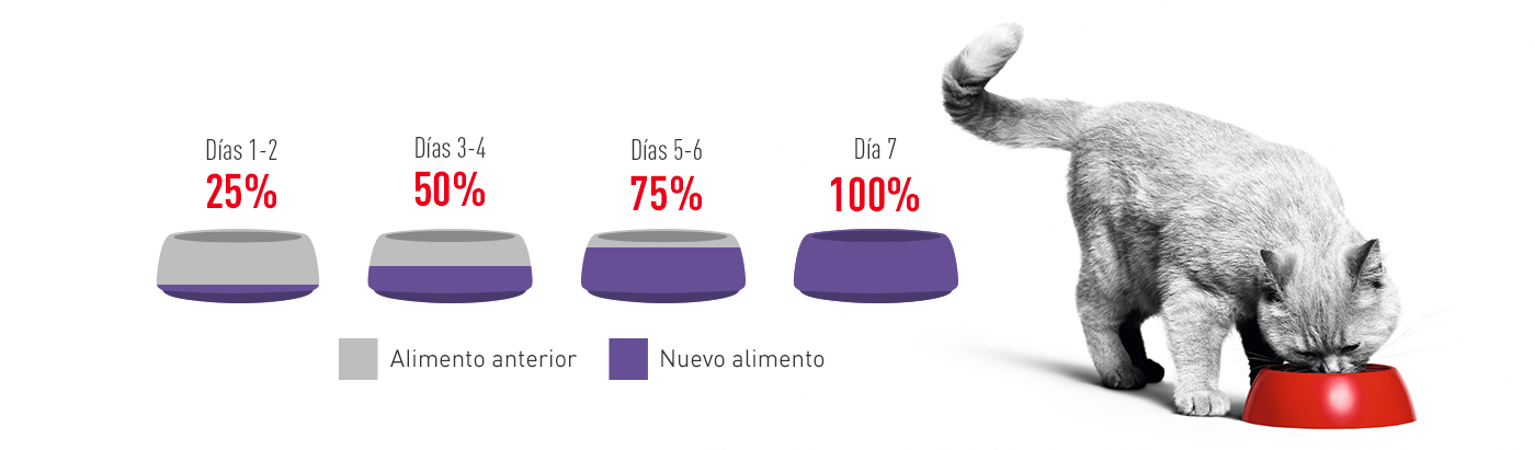 Cómo realizar la transición a un nuevo alimento