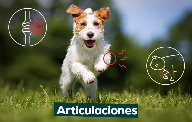 Articulaciones