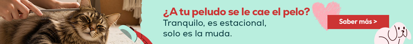 ¿A tu peludo se le cae el pelo? Tranquilo. Sí, es estacional, solo es la muda. Aprende qué es, cuándo ocurre y cuánto dura.
