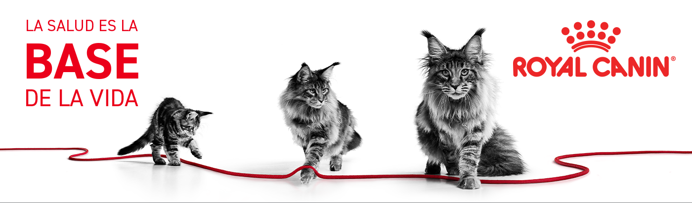 Etapas de vida de tu gato