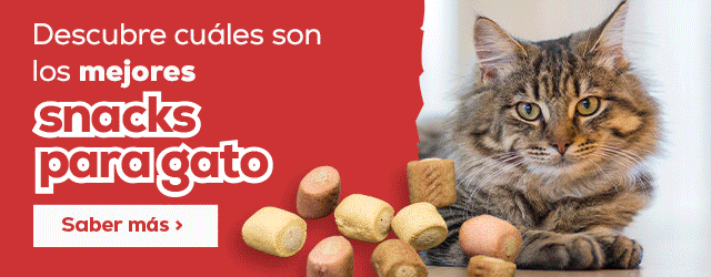 Descubre cuales son los mejores snacks para gato