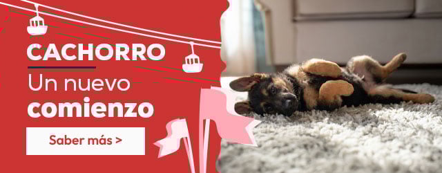 Tienda del cachorro: Todo lo que necesitas para darle la bienvenida