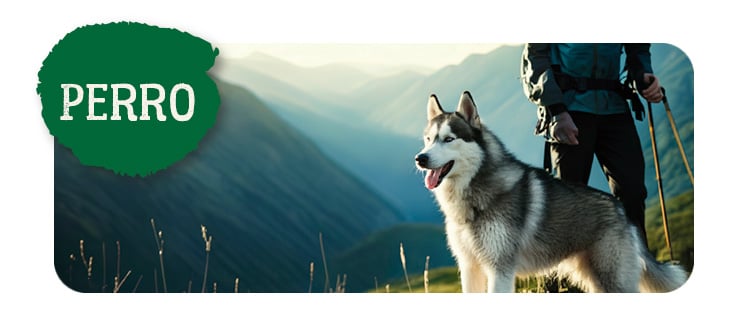 True Origins Wild perro