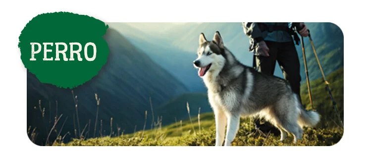 True Origins Wild perro