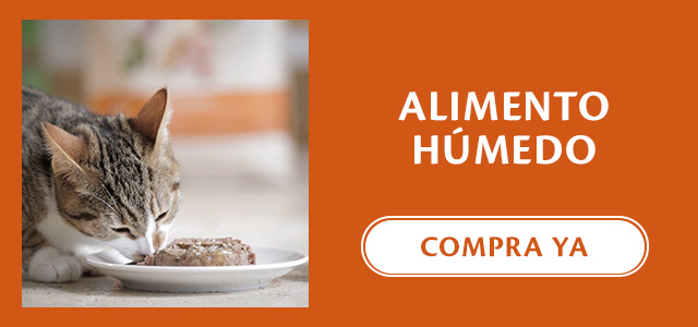 Comida húmeda para gato de la marca Wellness Core