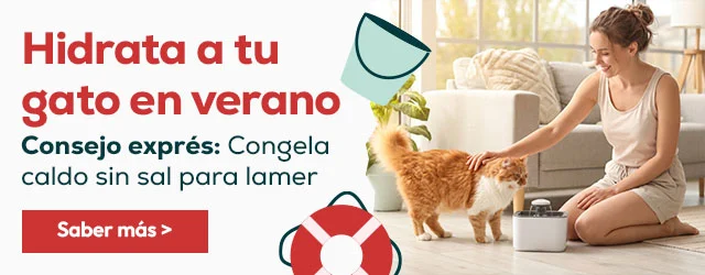 Hidrata a tu gato en verano