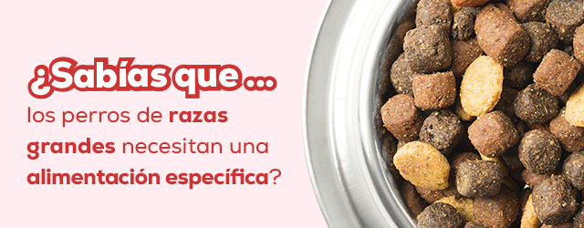 Alimentación para perros de raza grande