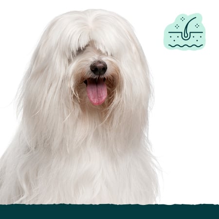 Pelo y piel