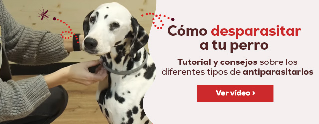 Como desparasitar a tu perro