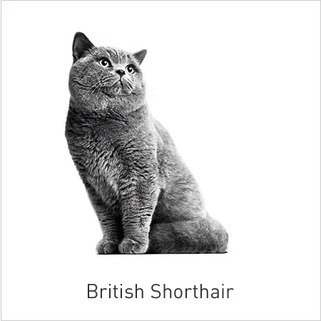 Royal Canin Razas-British Shorhair.  Alimento adaptado que tonifica su musculatura y articulaciones y fomenta el buen funcionamiento del corazón.