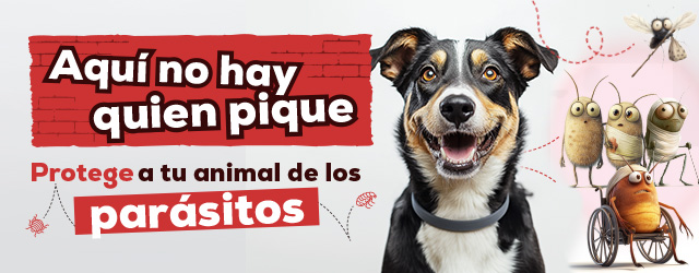 Antiparasitarios Perro: Es hora de protegerlos de las pulgas, garrapatas, flébotomos...