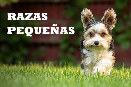 Alimentación natural para razas pequeñas