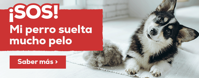Por qué mi perro suelta mucho pelo