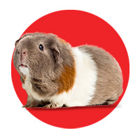 Especial Cobaya