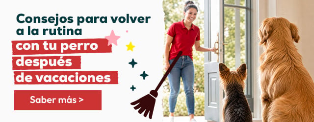 Vuelta rutina con perro despues de vacaciones