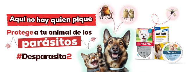Antiparasitarios Perro: Es hora de protegerlos de las pulgas, garrapatas, flébotomos...