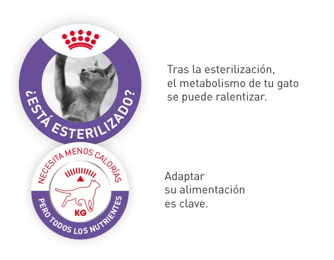 Royal Canin Esterilizado. Tras la esterilización, el metabolismo de tu gato se puede ralentizar, adaptar su alimentación es clave.