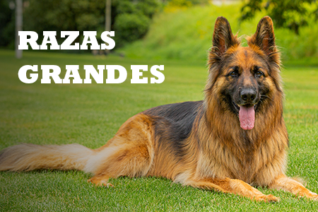 Alimentación natural para razas grandes