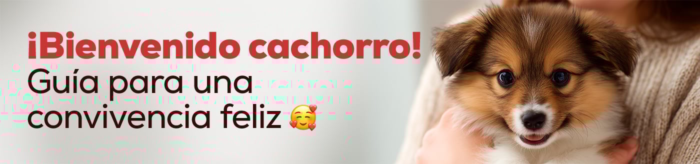 Bienvenidos cachorros. Guía para cachorros recien llegados. Todo lo que necesitas saber paso a paso