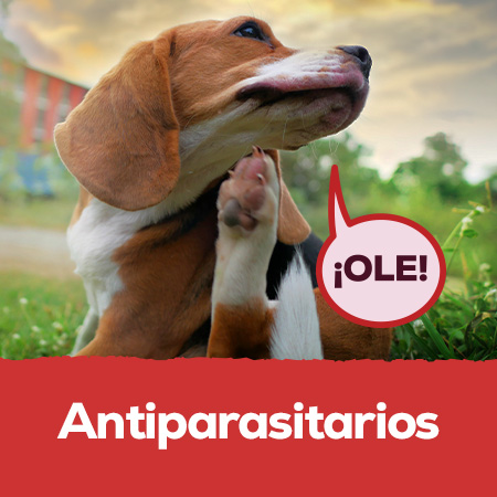 Antiparasitarios Perro y Gato: Tu mascota protegida de los parásitos todo el año