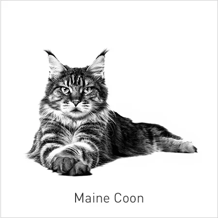 Royal Canin Razas-Maine Coon. Nutrición adaptada para la salud de los huesos y las articulaciones de los gatos de esta raza.