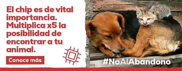 No al abandono: El chip es de vital importancia para multiplicar la posibilidad de encontrar a tu animal.