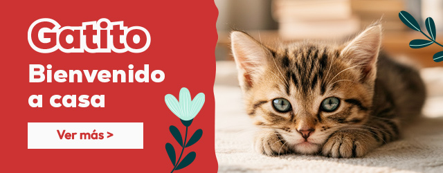 Tienda del gatito: Todo lo que necesitas para darle la bienvenida