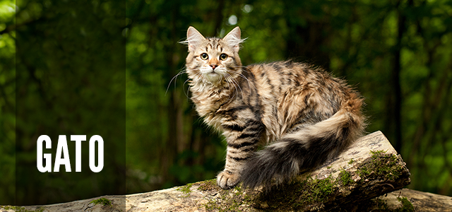 Orijen. Recetas ideales para gato.
