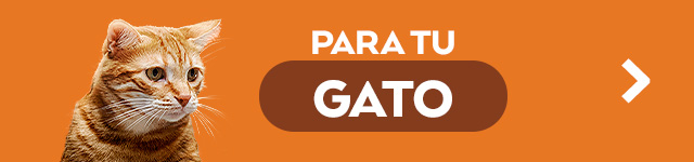 Gatos