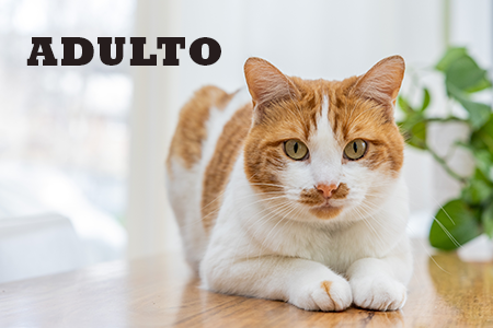 Aliementación natural para gatos adultos