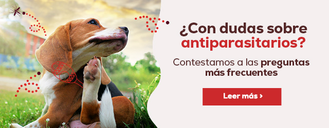 Contestamos a dudas sobre antiparasitarios