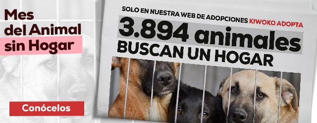 Mes del animal sin hogar: Solo en nuestra web de adopciones KIWOKO ADOPTA, 3894 animales buscan un hogar
