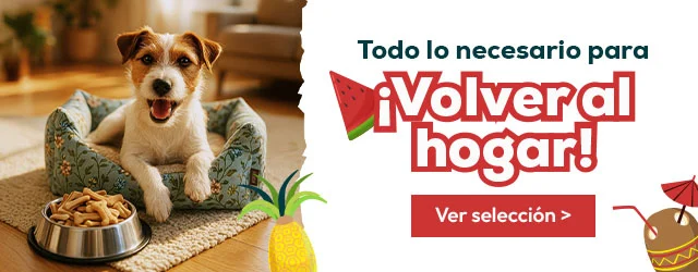 Todo lo que necesita tu perro para ¡Volver al hogar!