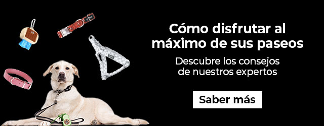 Pasear con tu pero es uno de los mejores momentos del día. Descubre todo lo que necesitas saber